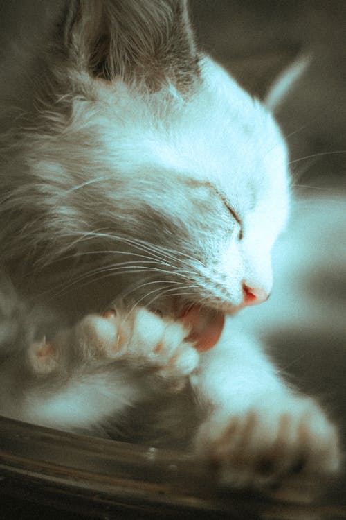 Fotos de stock gratuitas de animal, de cerca, gatito