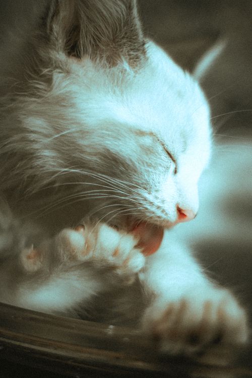 Free Charming close-up shot of a white kitten grooming itself with its paw in focus. Stock Photo