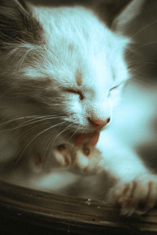 Free Charming close-up of a cute kitten licking its paws with closed eyes. Stock Photo