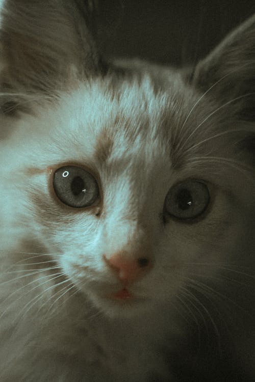 Close-up Photo of a Cat's Face