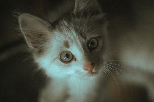 A Kitten in a Close-up Photography