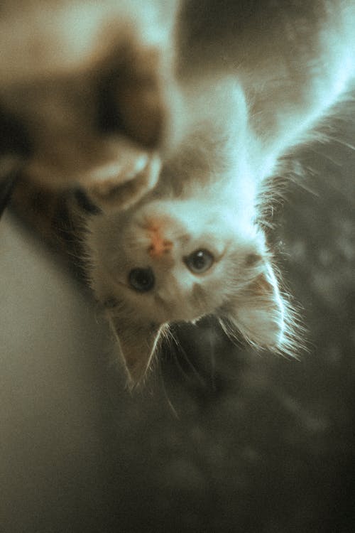 White Kitten Looking at the Mirror