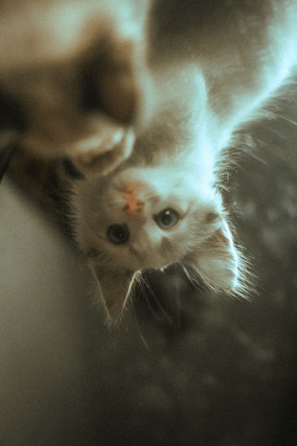 When Kittens Should See a Vet for the First Time