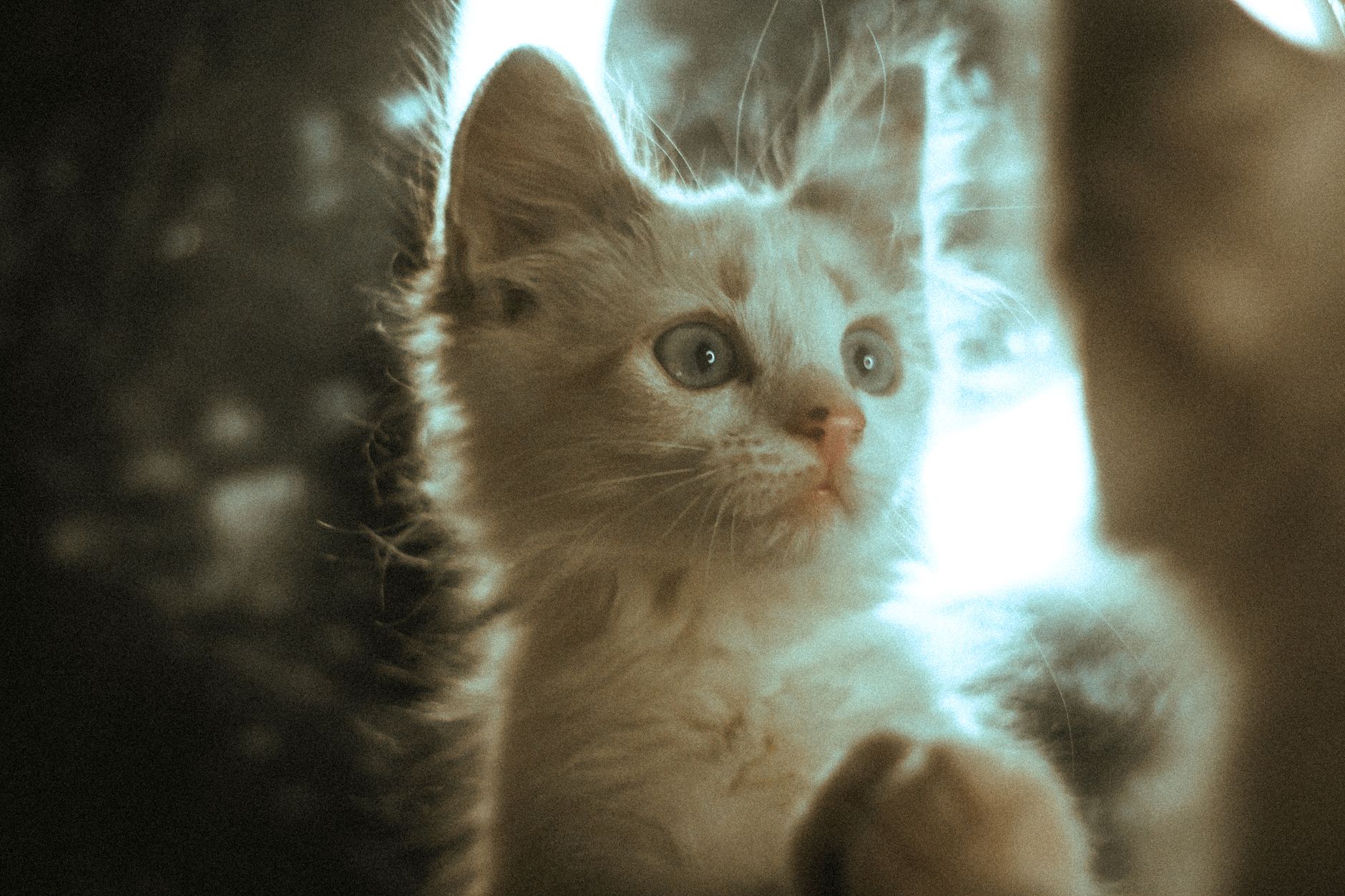 Portrait of a cat at a veterinary clinic