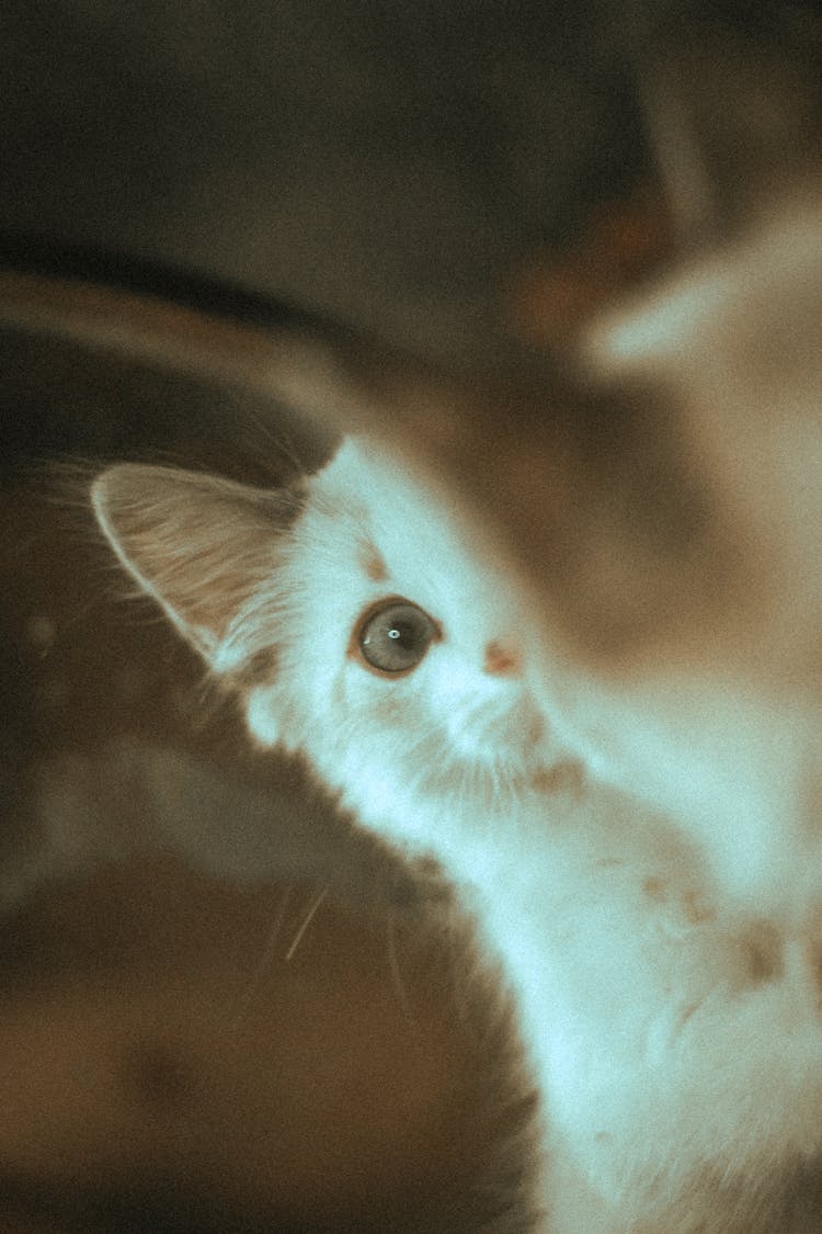 Close-Up Shot Of A White Cat Sneaking