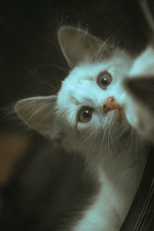 Free A cute white kitten gazing curiously in a soft and blurry close-up shot. Stock Photo