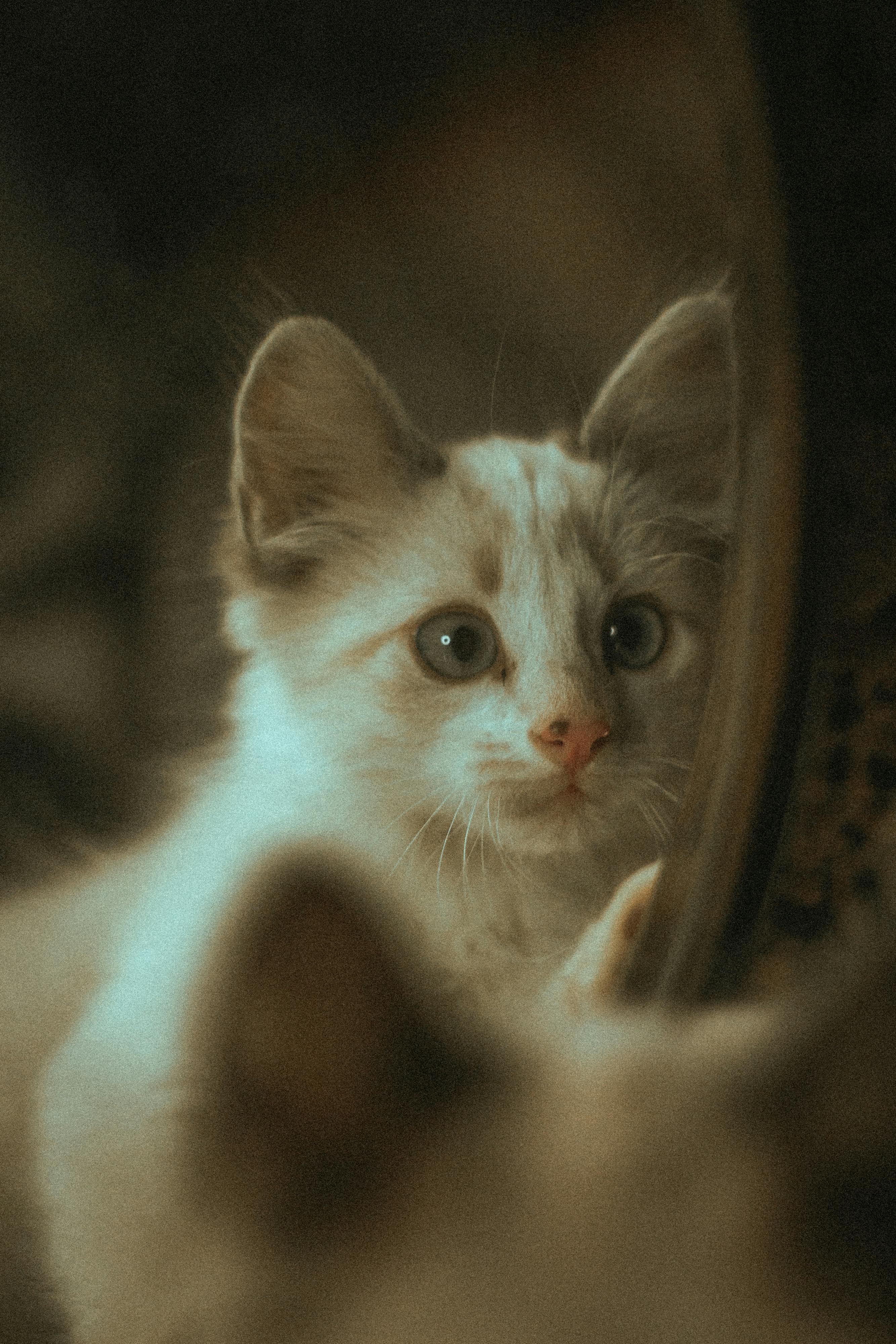 Kitten Looking at Mirror · Free Stock Photo