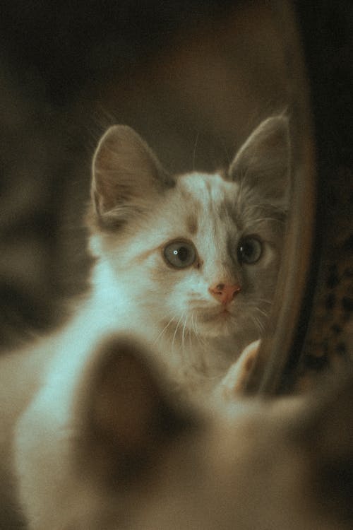 Free Kitten Looking at Mirror Stock Photo