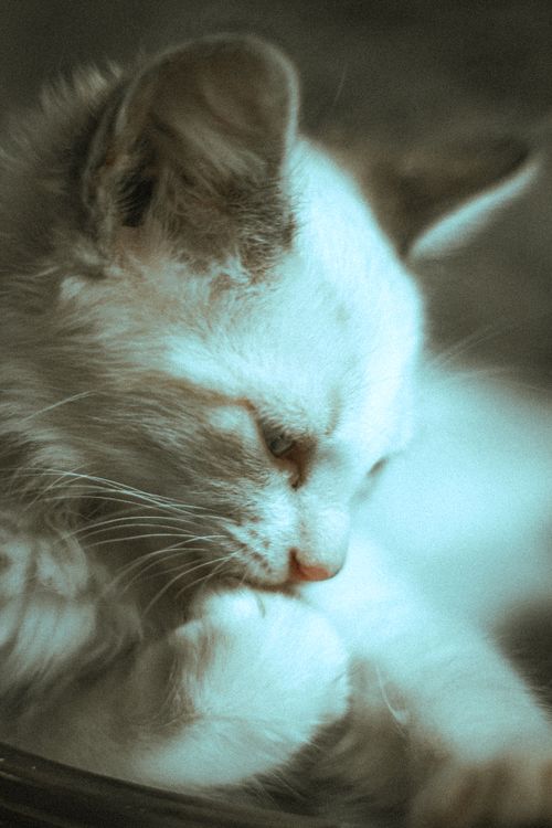Free A close-up portrait of a cute kitten licking its paw indoors, showcasing its furry details. Stock Photo