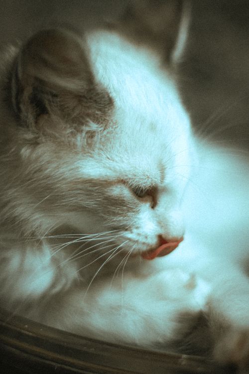 Free Adorable white kitten licking its paw in a close-up shot, capturing the essence of cuteness. Stock Photo