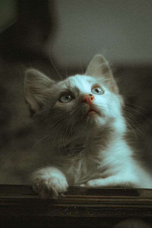 Free Cute white kitten gazing upwards with curiosity, perfect for pet lovers and feline-themed designs. Stock Photo