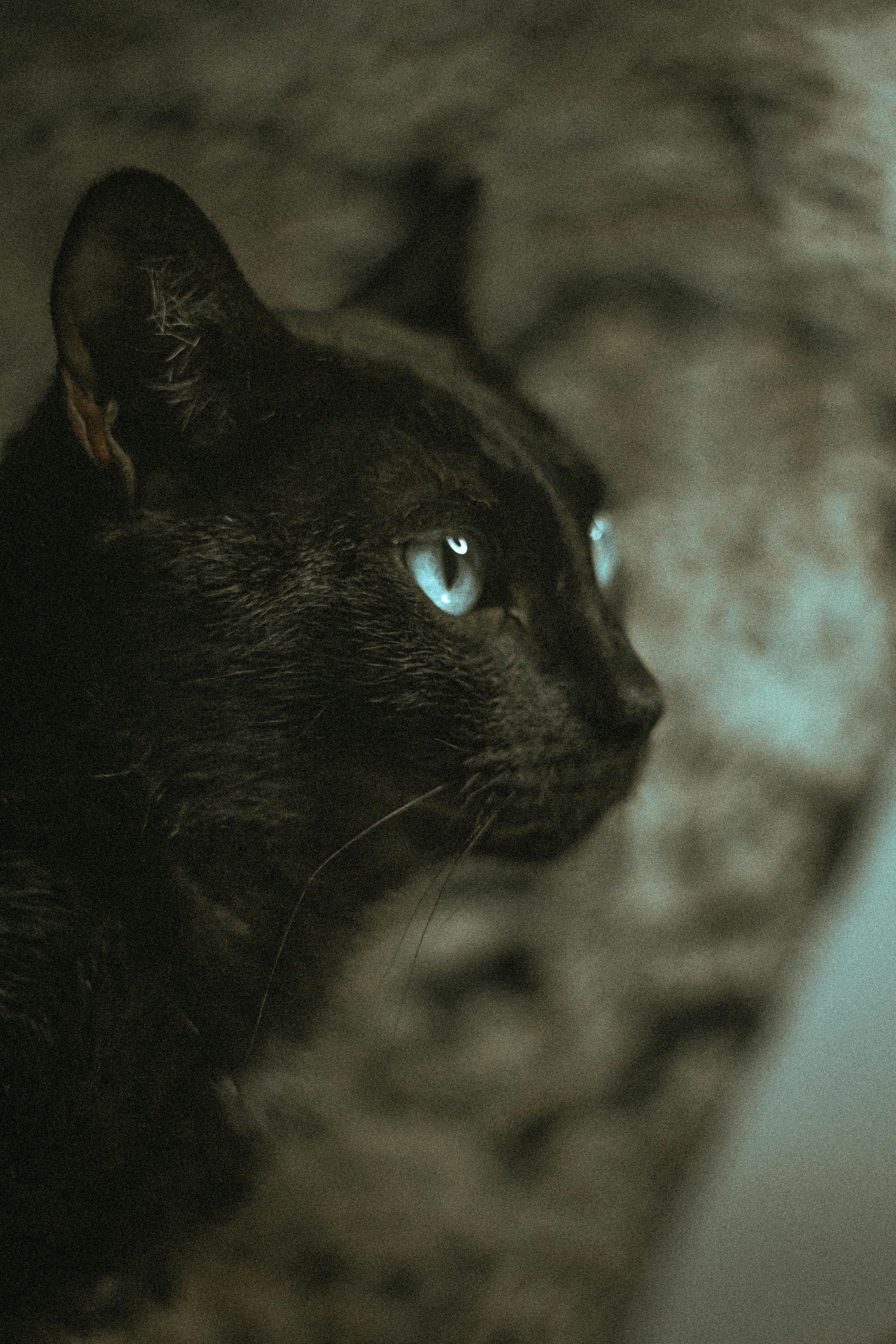 Black Cat on Floor · Free Stock Photo