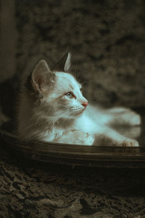 Free A cute kitten lying on a leopard print surface, captured in a warm vintage tone indoors. Stock Photo