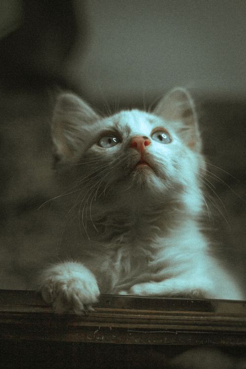 Free Cute domestic kitten with fluffy fur gazing curiously upward indoors. Stock Photo
