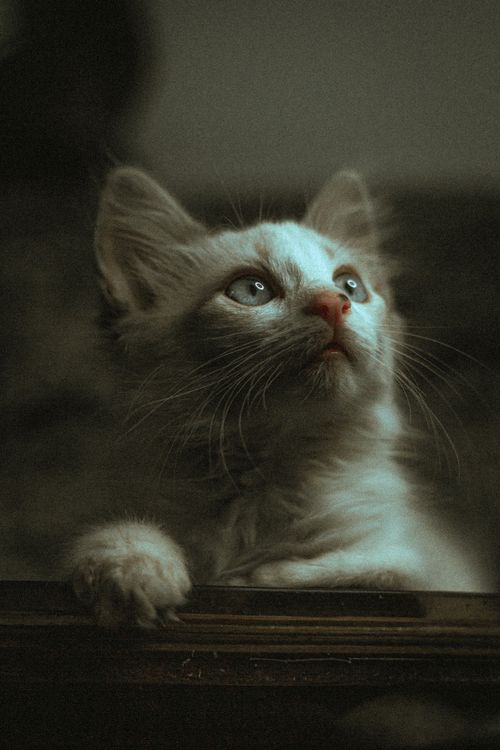 Free Cute close-up of a white kitten with bright whiskers looking upward, indoors. Stock Photo