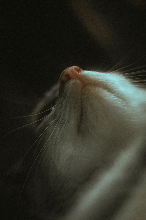 Free Peaceful close-up of a kitten in a low angle, capturing serenity. Stock Photo