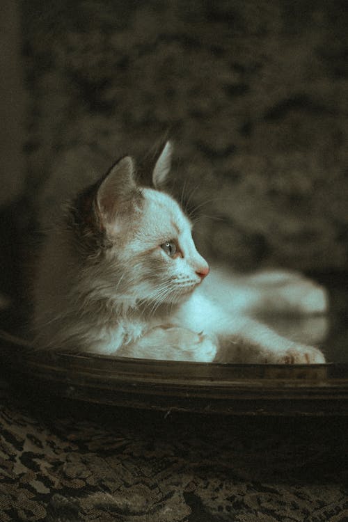 White Kitten on a Round Container