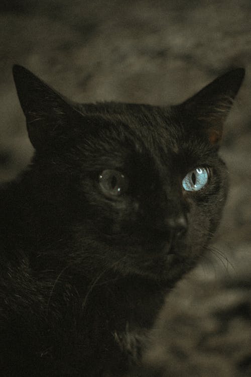 Close Up Shot of a Black Cat