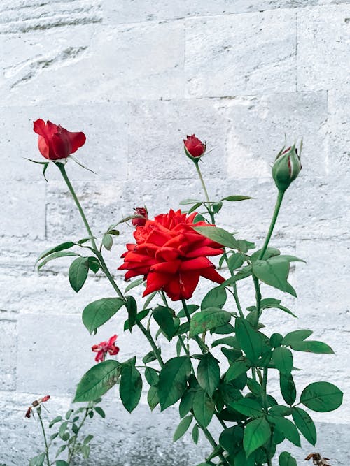 Foto d'estoc gratuïta de brots de flors, creixement, espinós