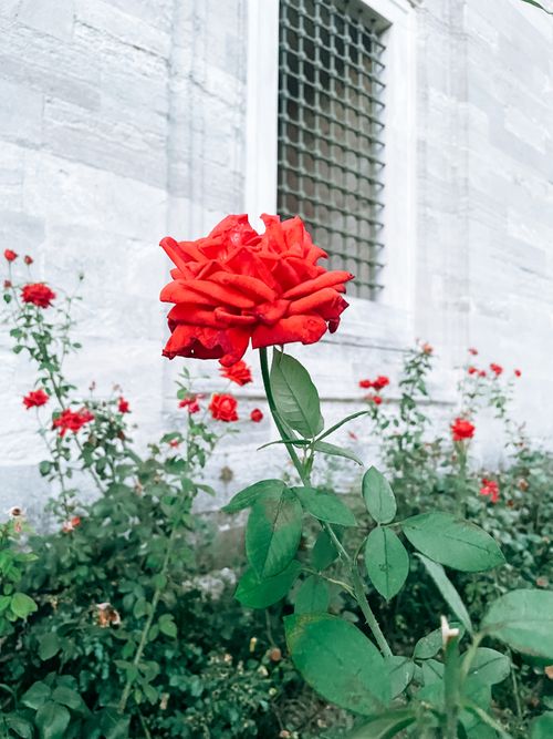 Free Close-up of a vivid red rose in an outdoor garden with a textured stone background. Stock Photo