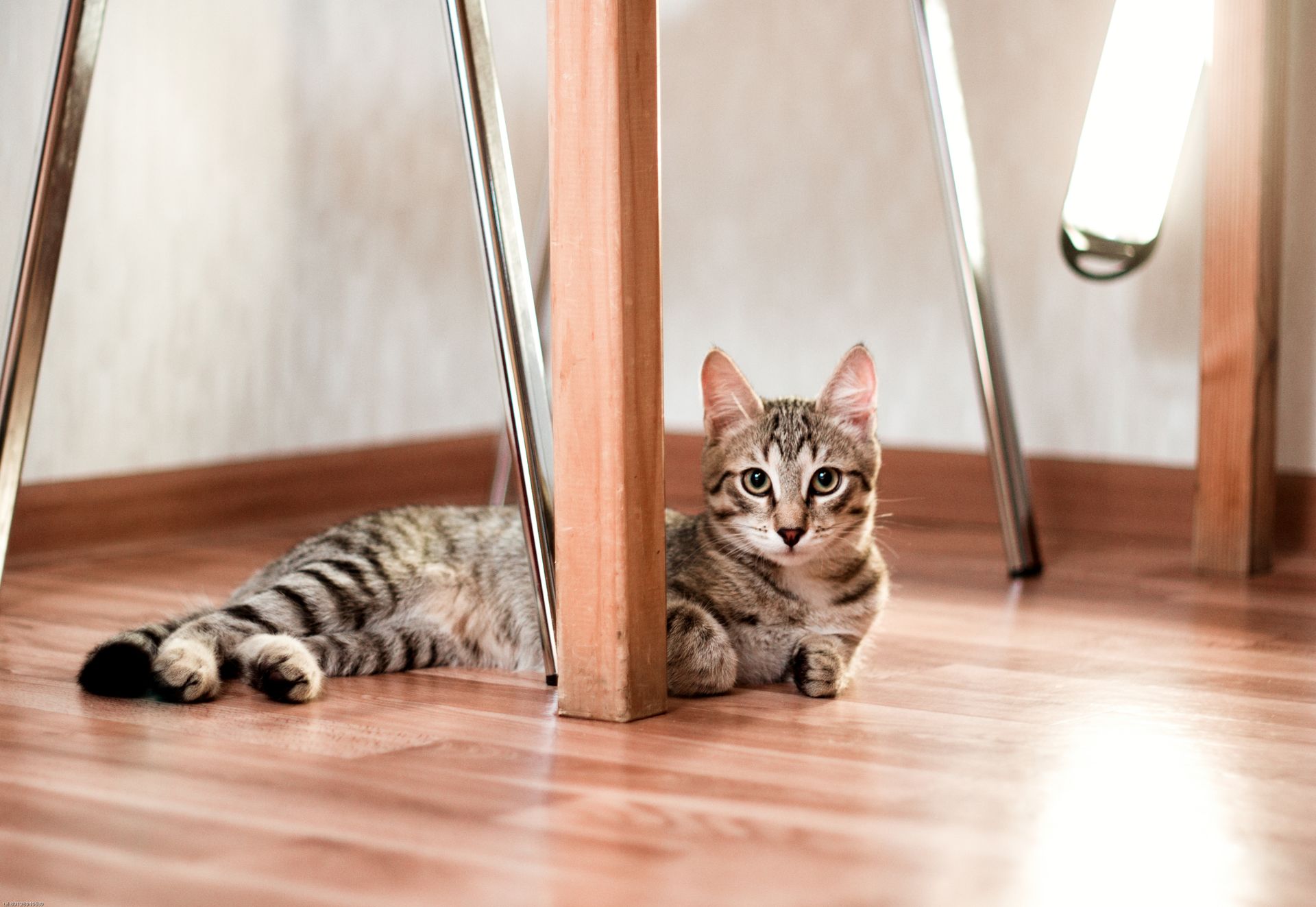 Brown Tabby Cat Lying on Brown Wooden Floor Beside Table