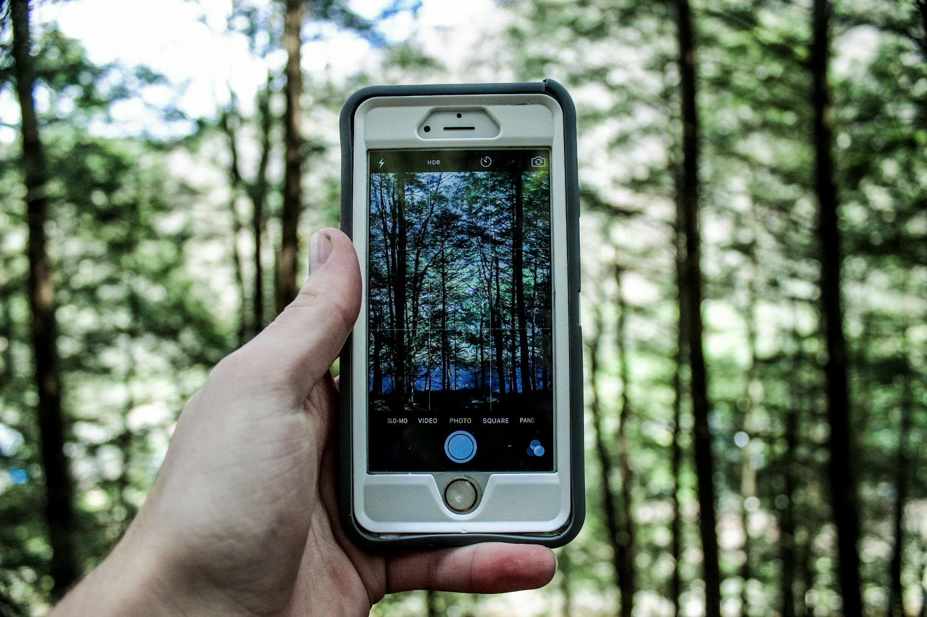 Hand holding a smartphone camera capturing a forest scene