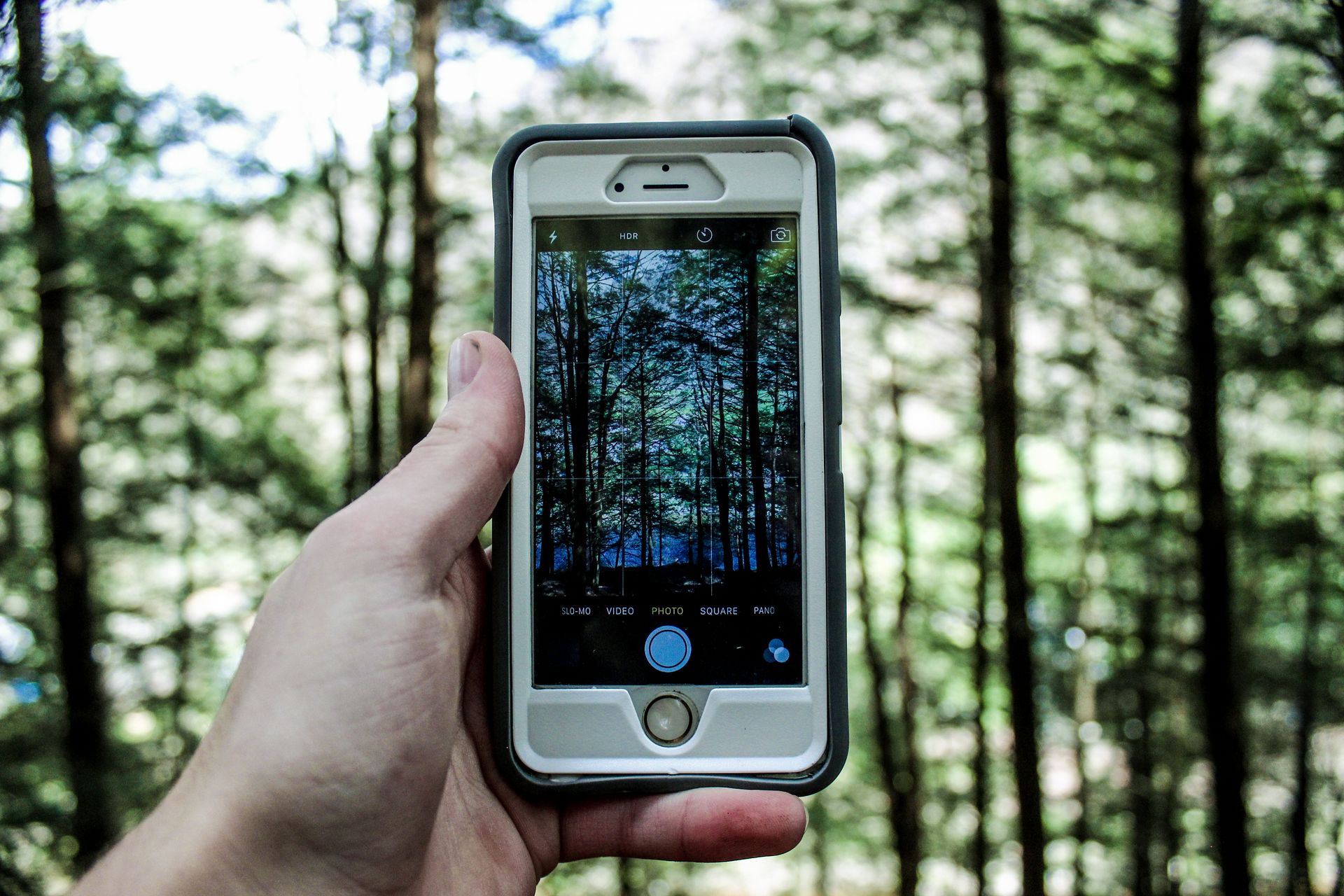 Hand holding a smartphone camera capturing a forest scene, emphasizing technology in nature.
