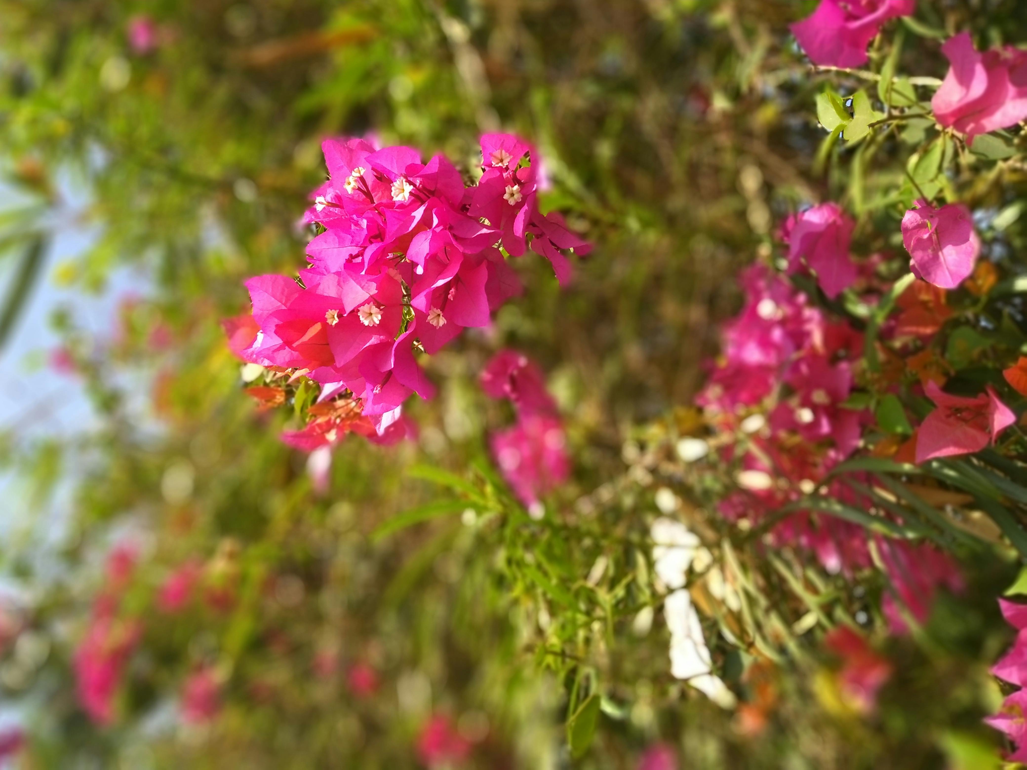 Free stock photo of bunch of flowers, flower