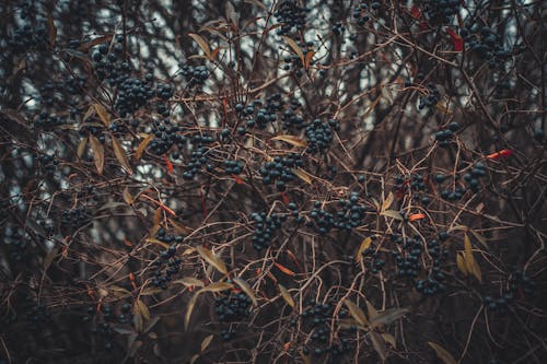 Δωρεάν στοκ φωτογραφιών με blackberries, ατμοσφαιρικός, βλαστοί