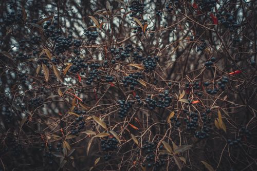 Free Moody scene of wild blackberries on branches in a dense forest, showcasing nature's beauty. Stock Photo