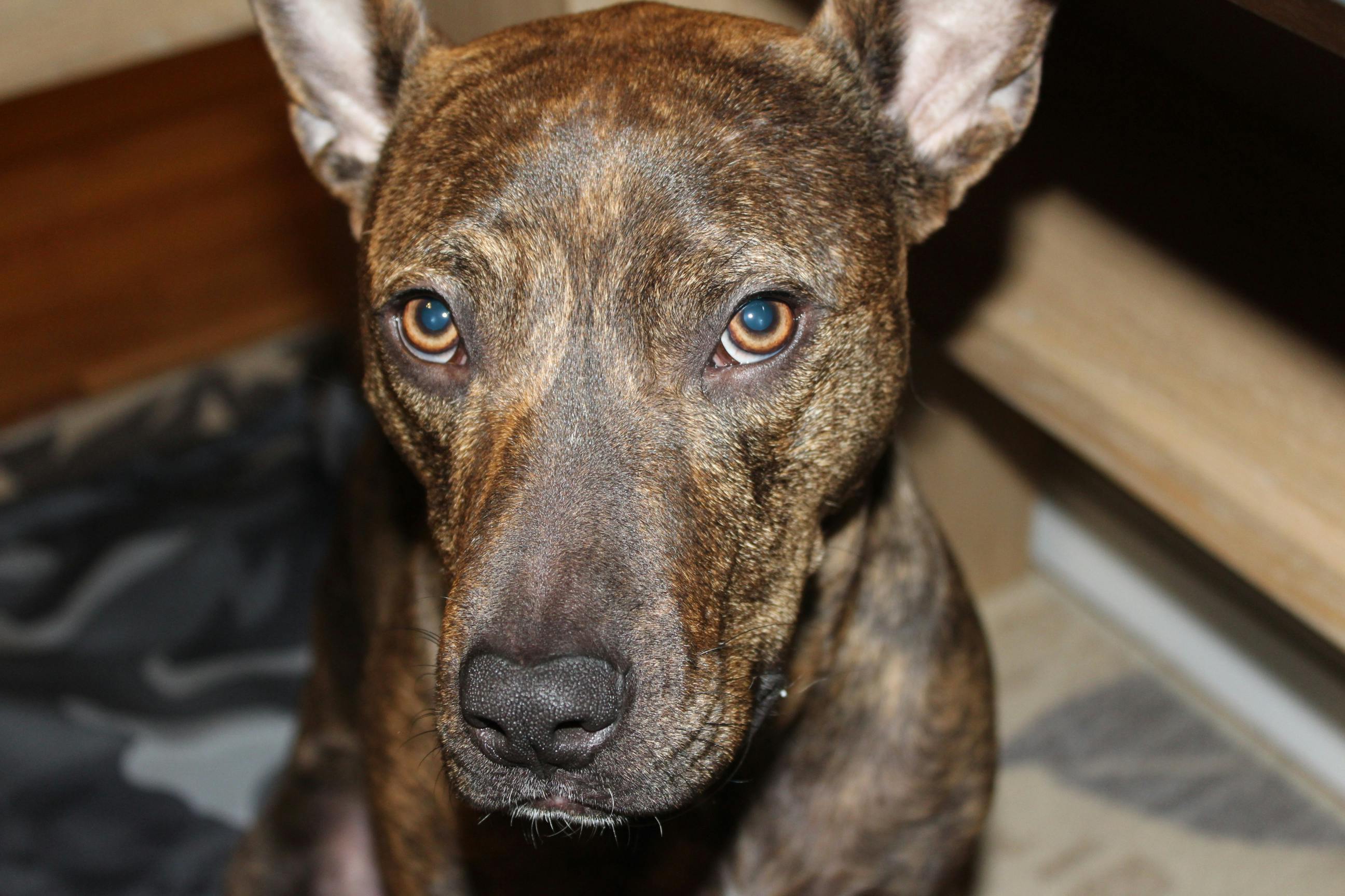 Free stock photo of brindle, brown, dog