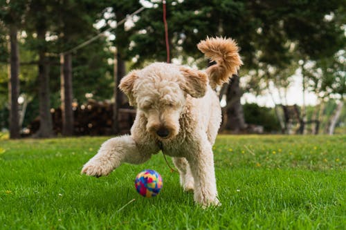 Ingyenes stockfotó állat, állatfotók, goldendoodle témában