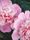 peony