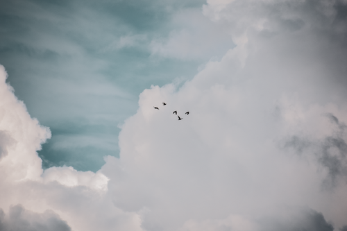 Free A flock of birds flying amidst dramatic cloud formations in a vast sky. Stock Photo