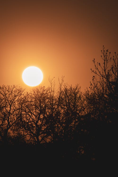 Fotobanka s bezplatnými fotkami na tému bezlisté stromy, holé stromy, magická hodina