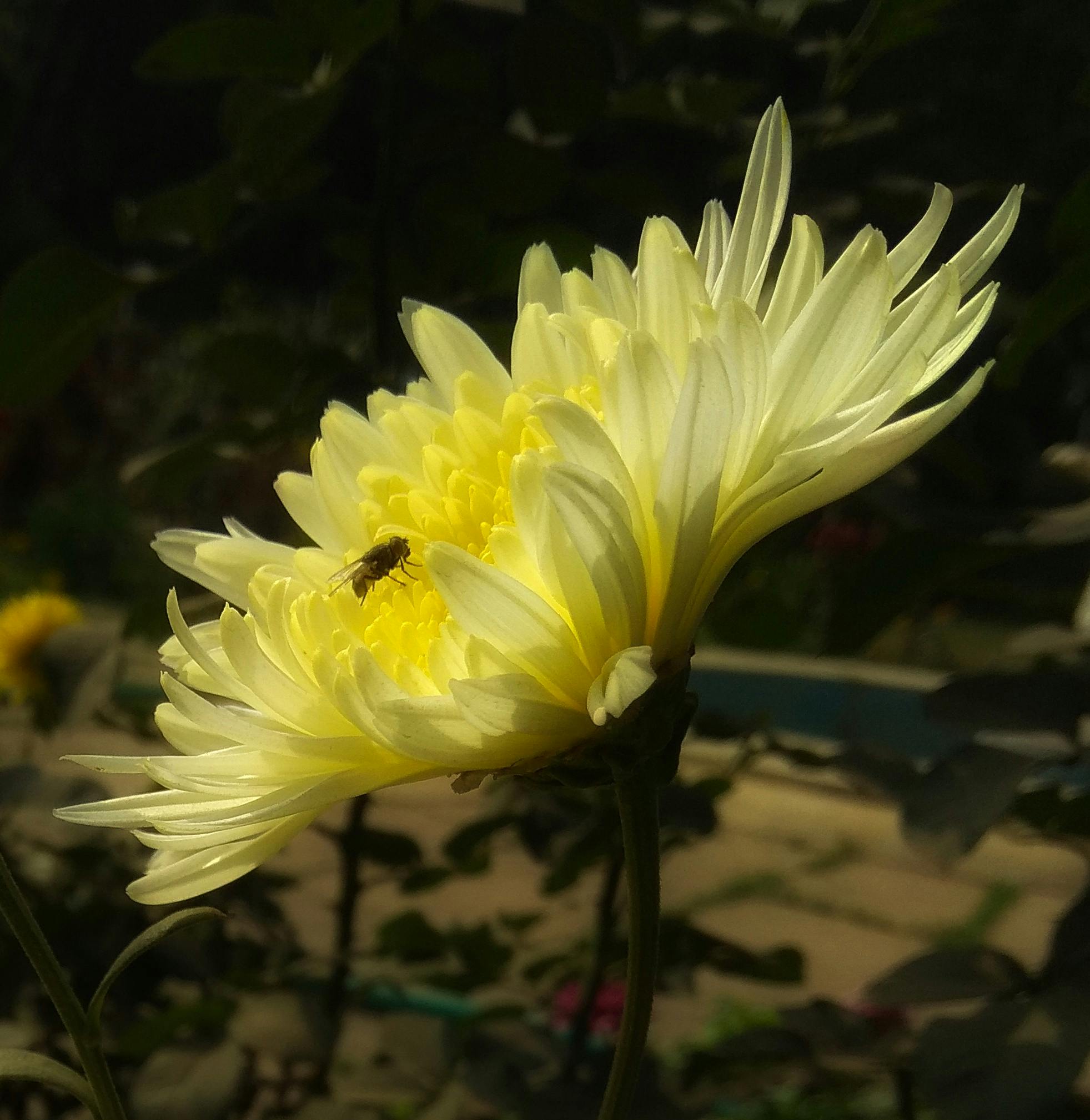 春の花 美しい花 花の壁紙の無料の写真素材