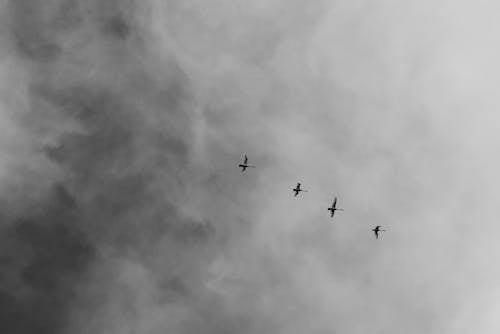 Gratis Fotografía De ángulo Bajo De Cuatro Pájaros Voladores Foto de stock