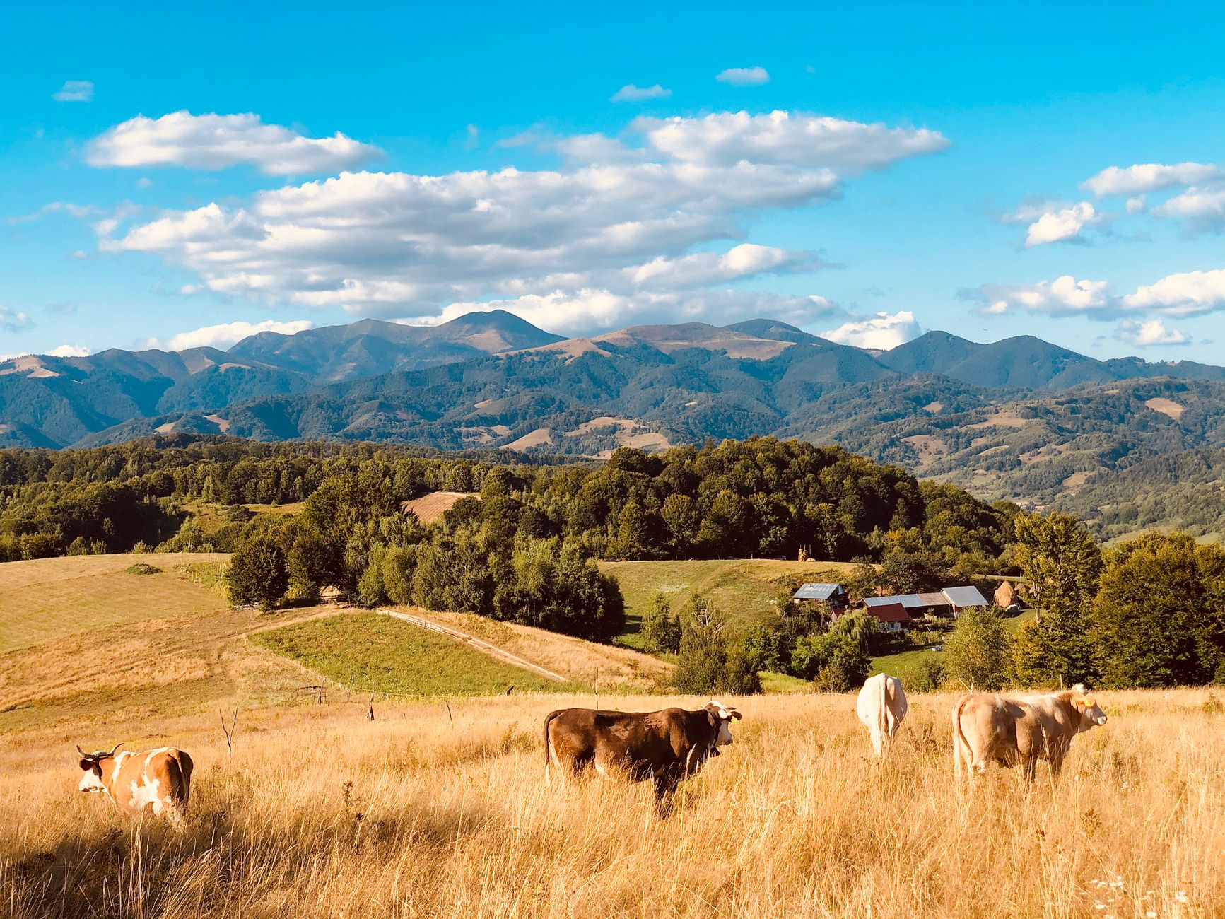 Laptele ecologic românesc primește sprijin de la Comisia Agricolă