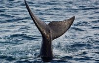 The Tail of a Whale Diving Underwater