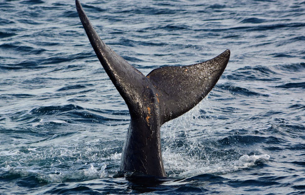 Whale tail drawing