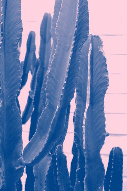 Green Cactus Closeup
