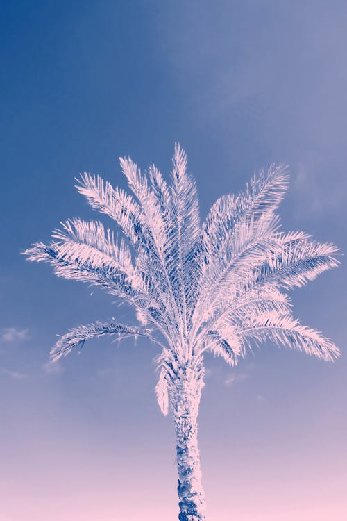 Фото кокосовой пальмы под низким углом