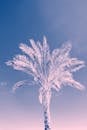 在渐变天空的映衬下，一棵引人注目的棕榈树勾勒出轮廓，展现出热带美景