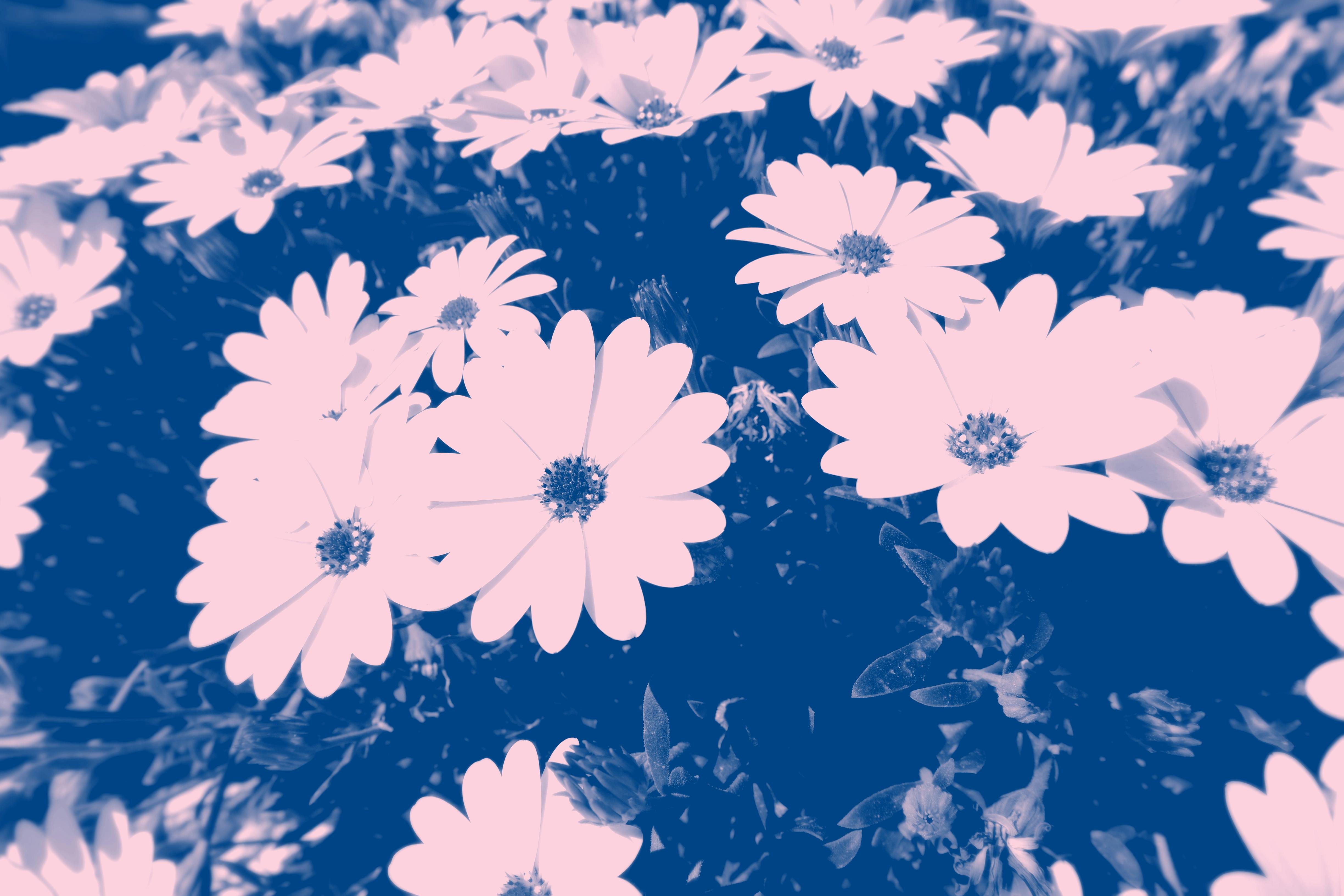 blue photo of petaled flowers