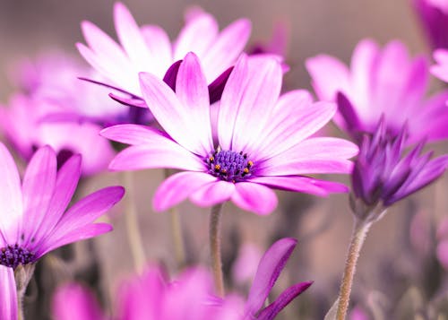 Избирательное фото фиолетовых цветов ромашки