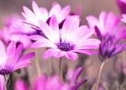 户外光线柔和，色调柔和，充满活力的非洲雏菊正在盛开