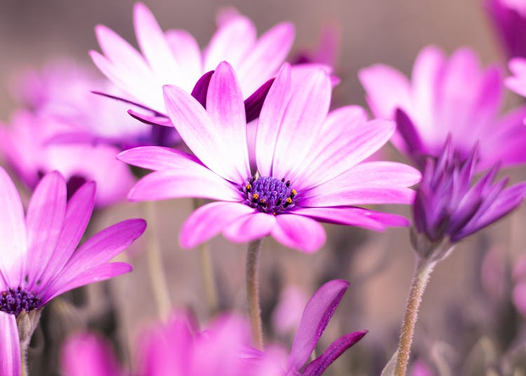 Selective Photo Of Purple Daisy Flowers