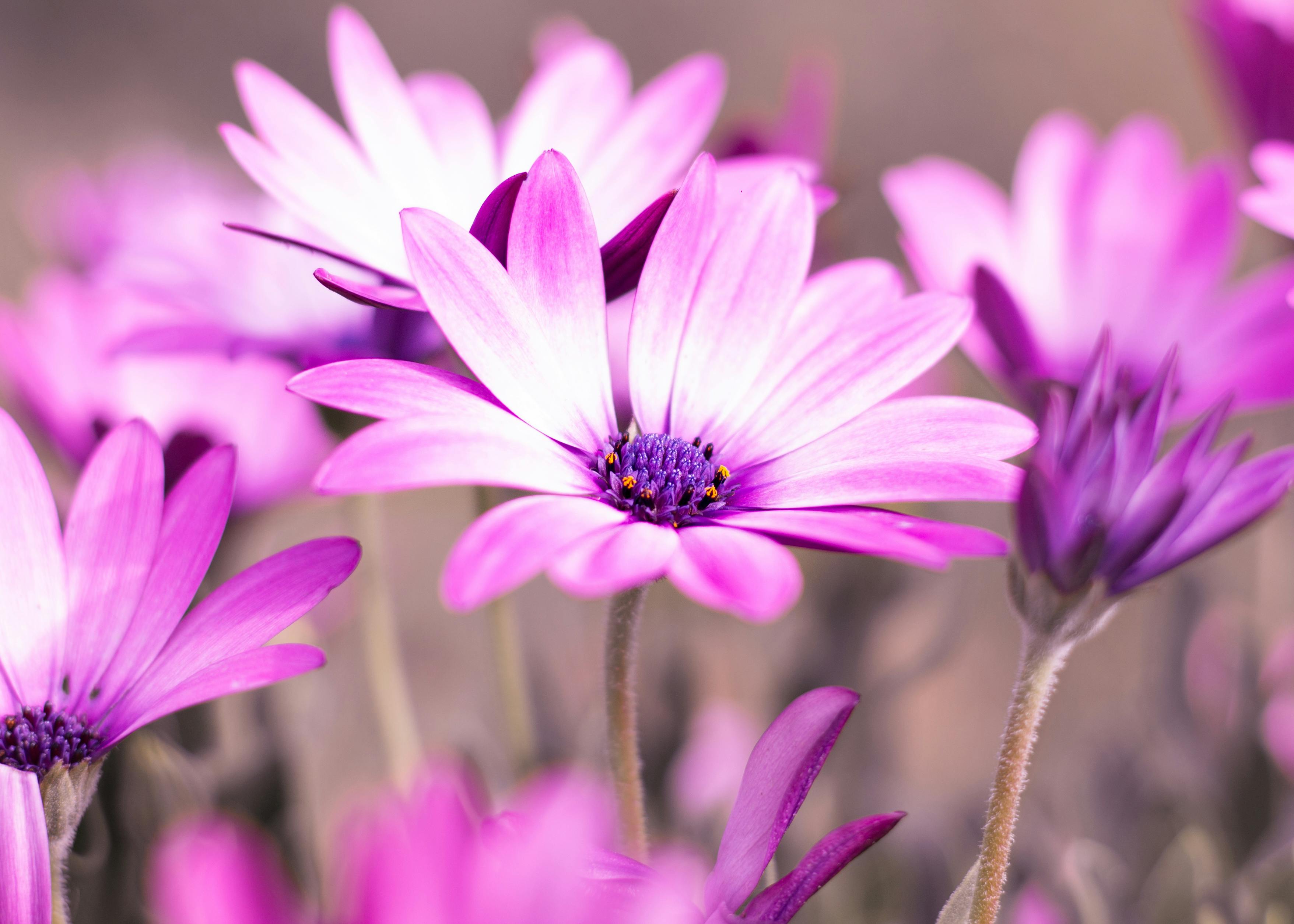 Selective Photo of Purple Daisy Flowers · Free Stock Photo