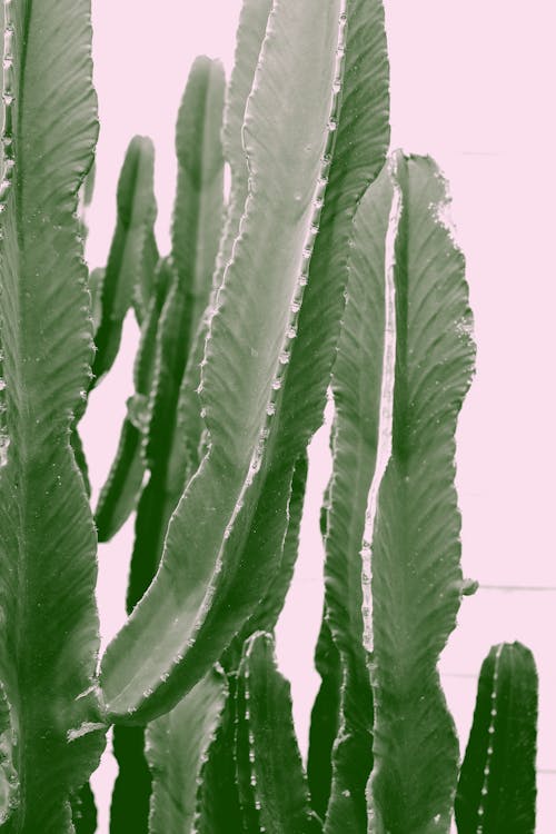 Kostnadsfri bild av botanisk, grön, kaktus