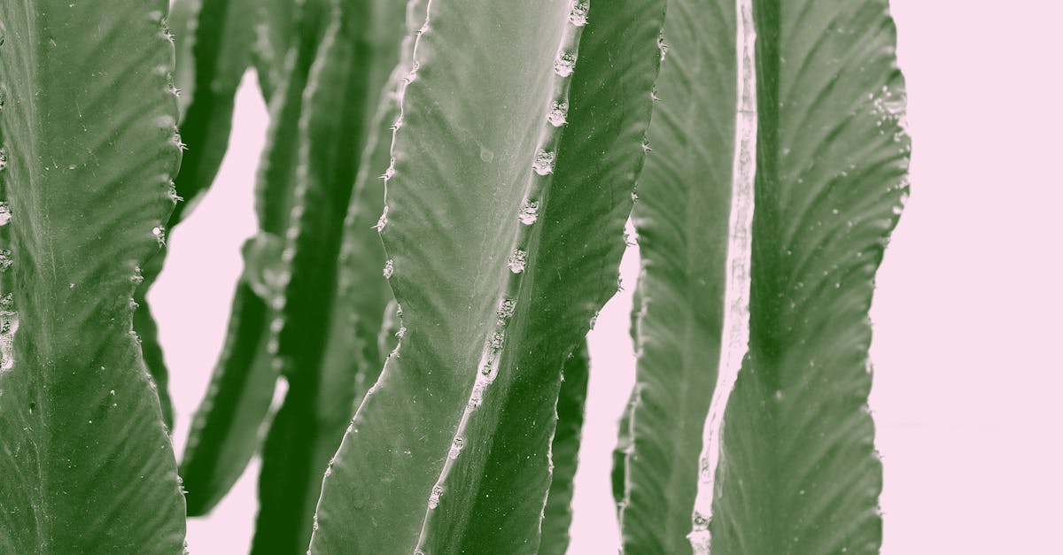 How to root cactus plant